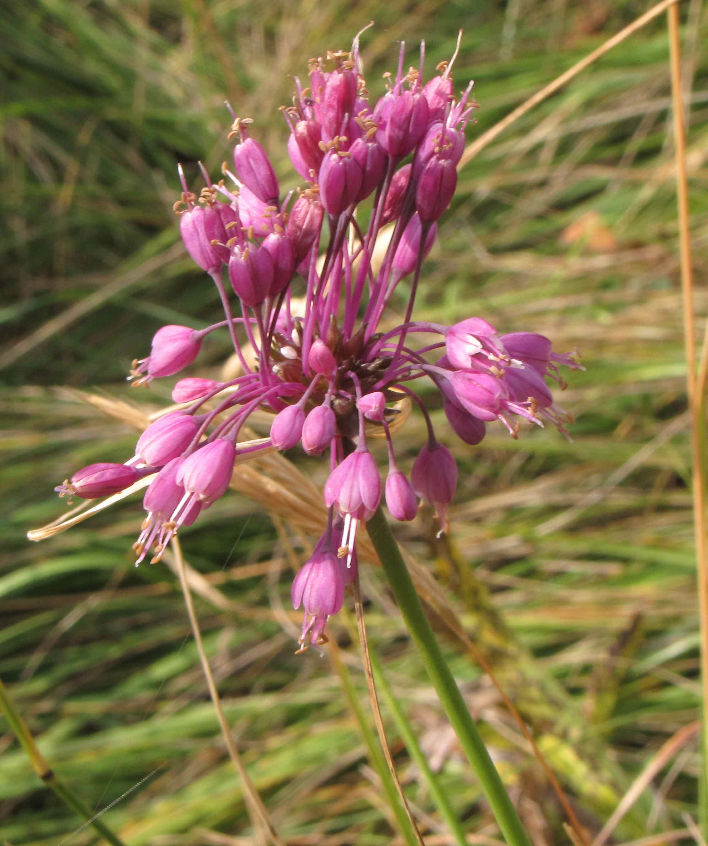 Allium carinatum / Aglio delle streghe
